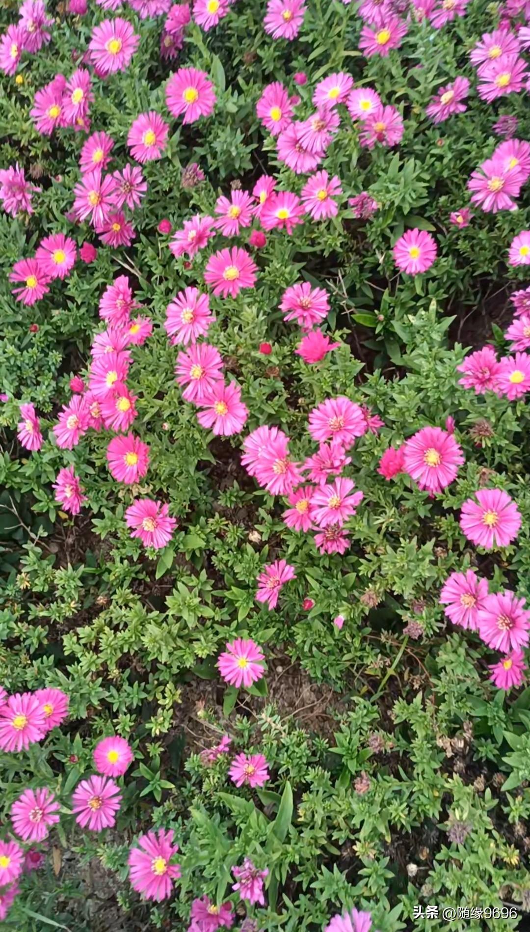 离老远就能看到，不由得想拍下来，存入手机相册，让鲜艳的花朵，继续它的美丽。