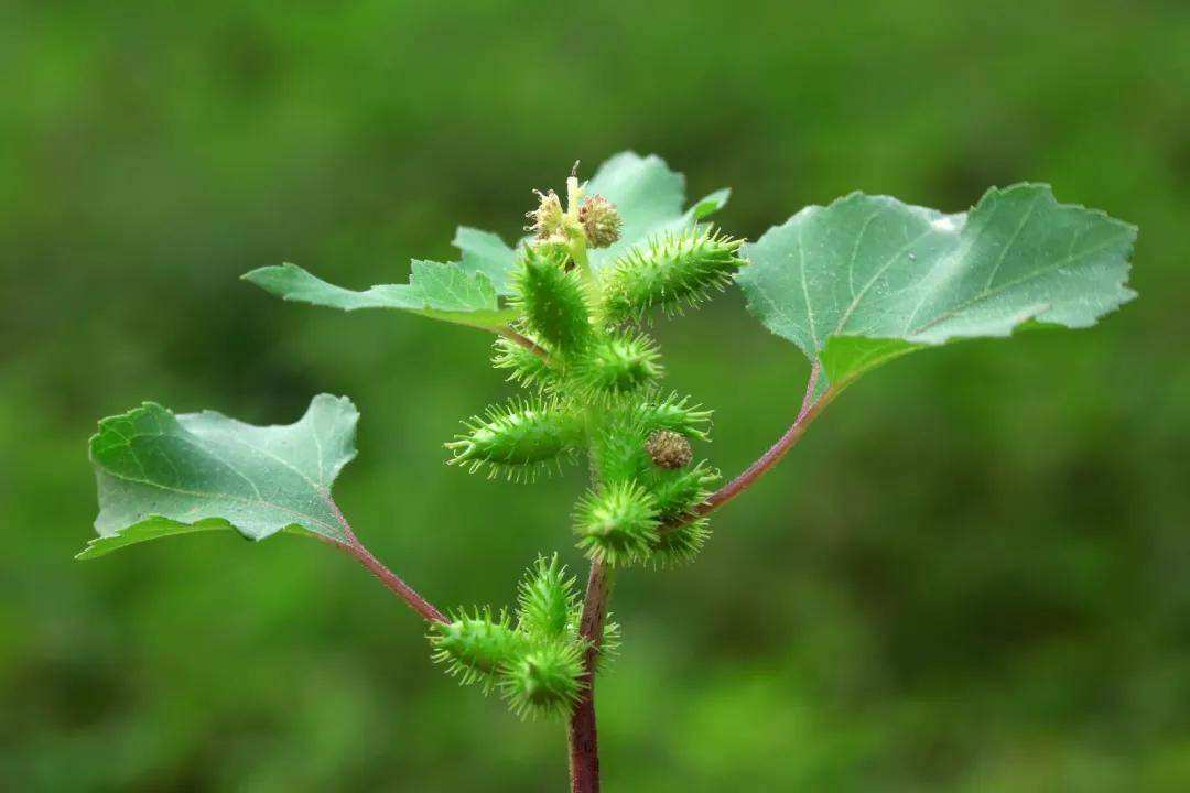 野外地里发现的小野果，好吃不？ ​​​