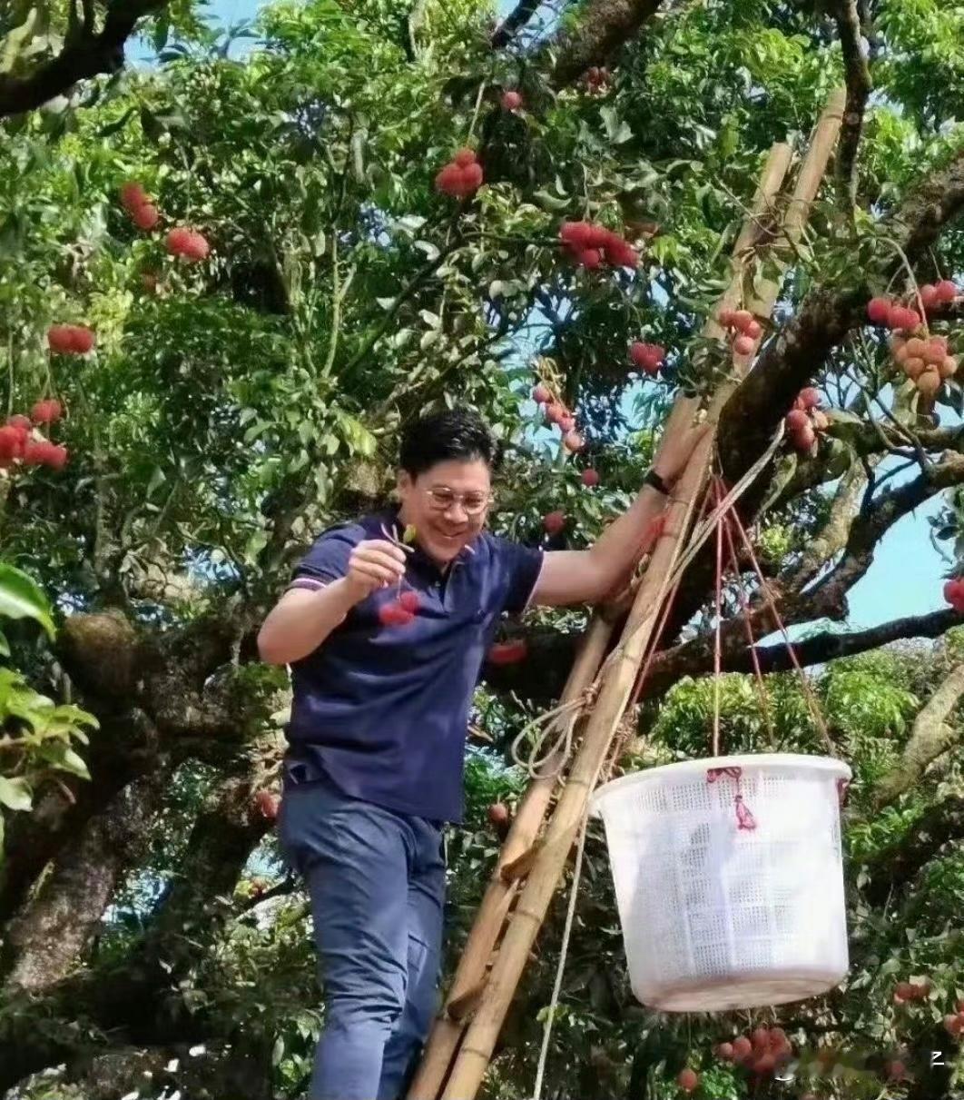霍启刚上树摘杨梅乐开花，简单生活里找快乐，真是让人羡慕啊！ ​​​