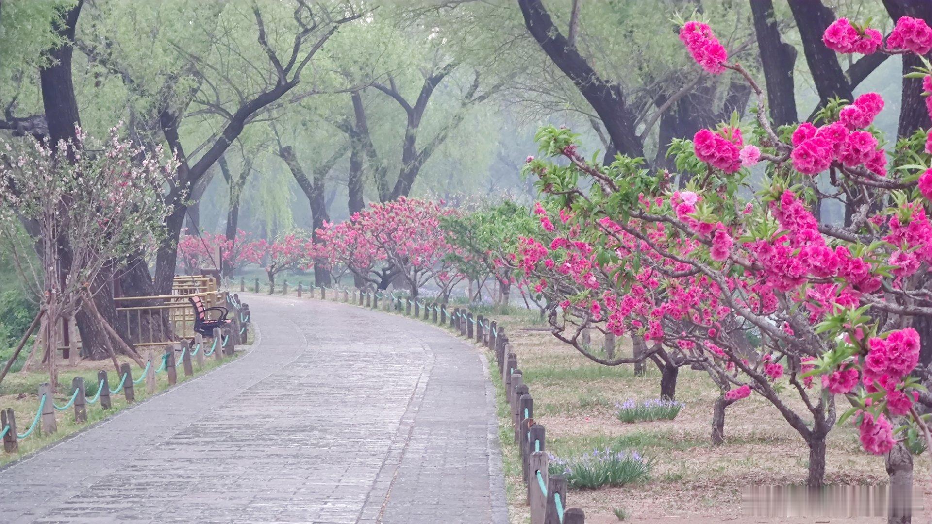 雨中的北京颐和园春色  摄影​​​