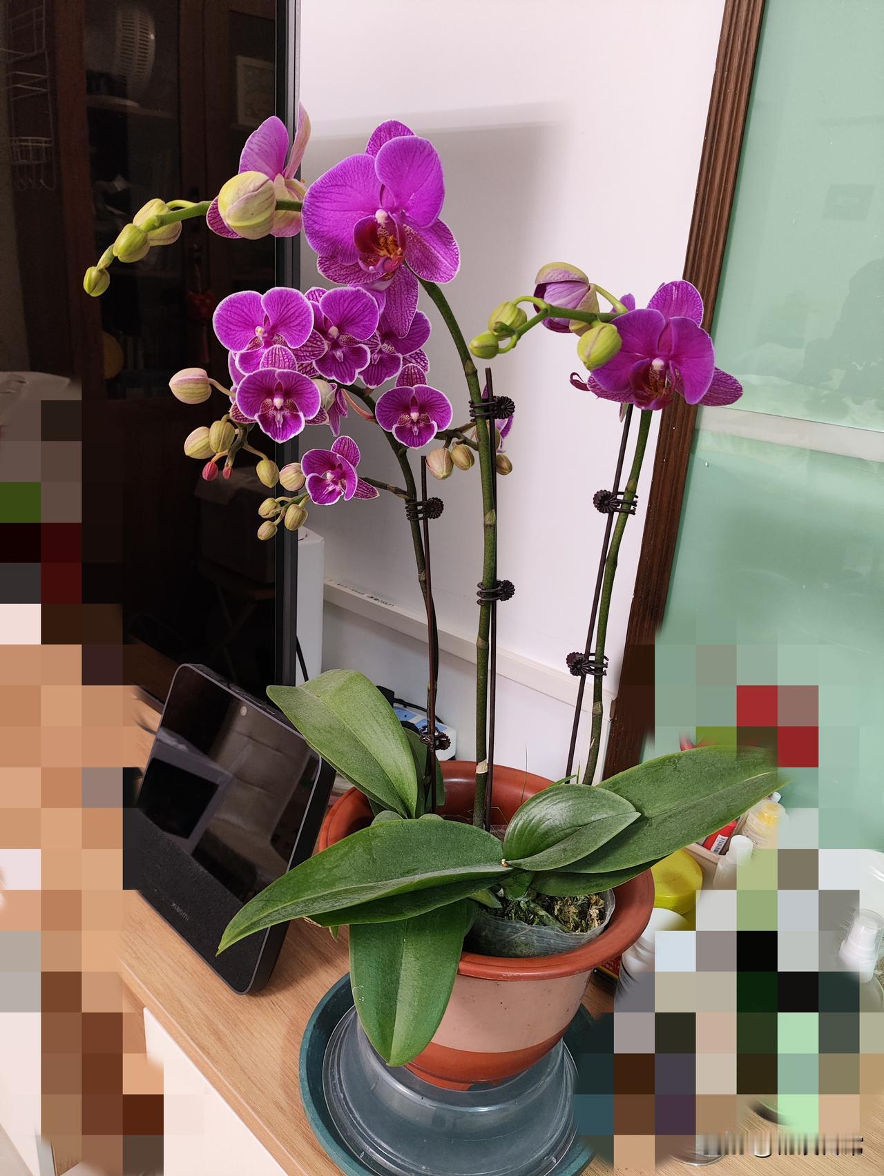 广州花市第一天，也就是年二十五，我去菜市场买菜，见有开花市了，问了一下蝴蝶兰的价