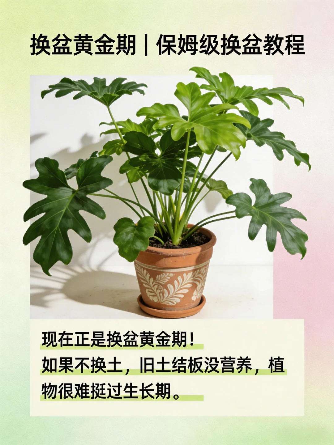 换盆黄金期！保姆级换盆教程