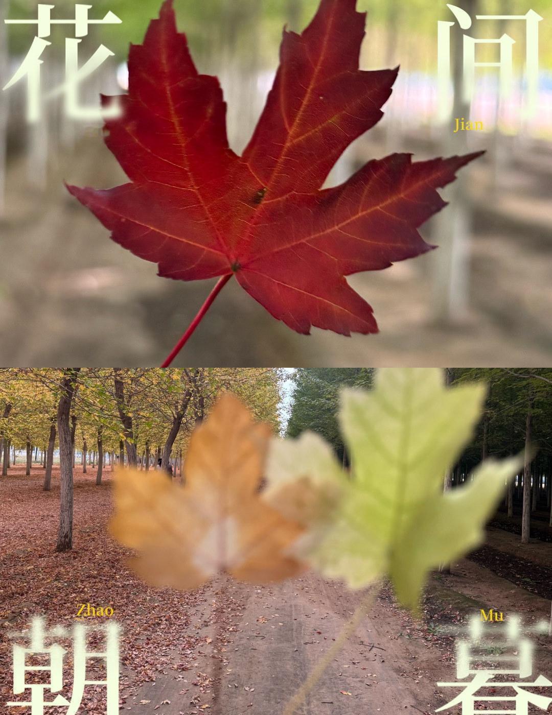 北京延庆昌赤路附近有一片树林已经都黄了，特别有秋天的感觉，路过停车拍照的人很多，