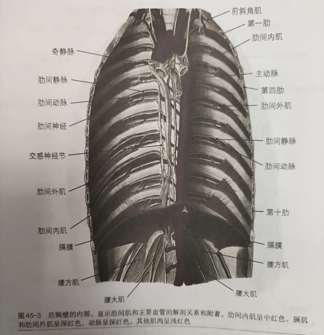 胸横肌和膈肌相关位置