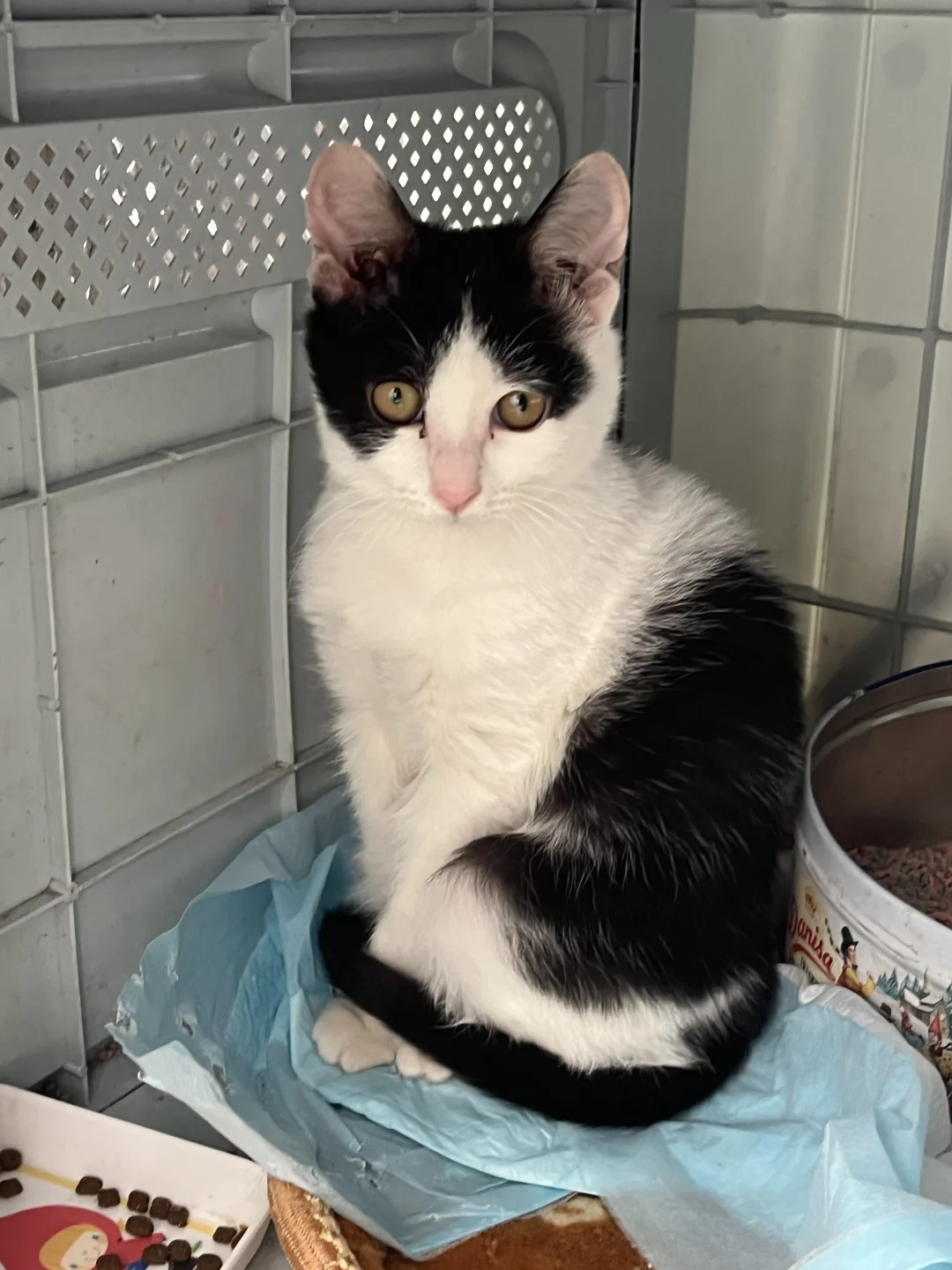 长宁5月龄奶牛猫找领养