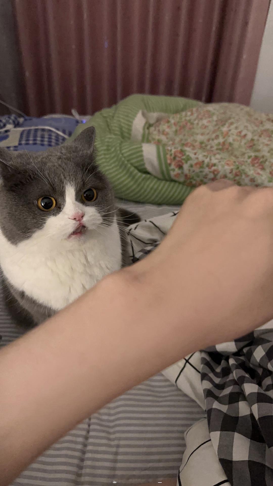 早晨抱着猫咪打针，晚上自己打针，真是劳碌的一天[泪] 