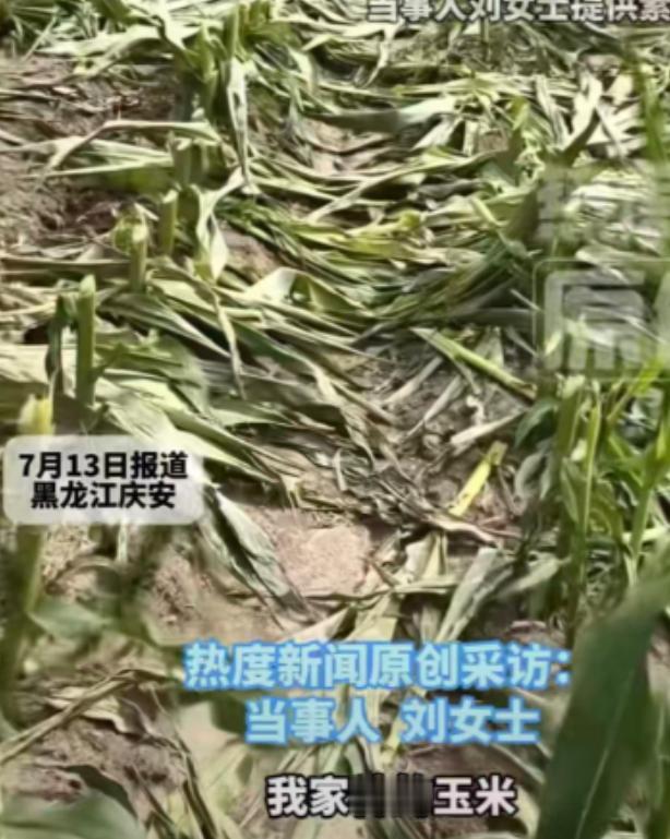 黑龙江农户刘女士23亩玉米地一夜全被人齐根割断，一年血汗收成直接被毁，哭着跟媒体
