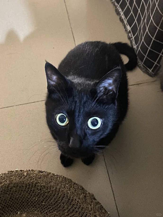 黑猫🐈‍⬛集合啦~
