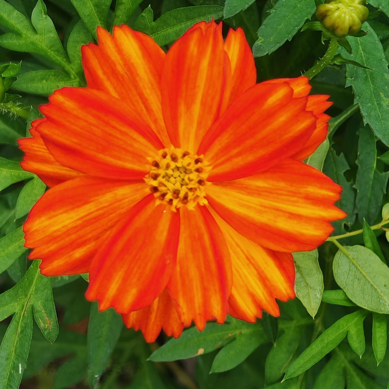 橙花艳，绿叶翠，芬芳溢满园。北京通州通顺路边小菊花橙花风景