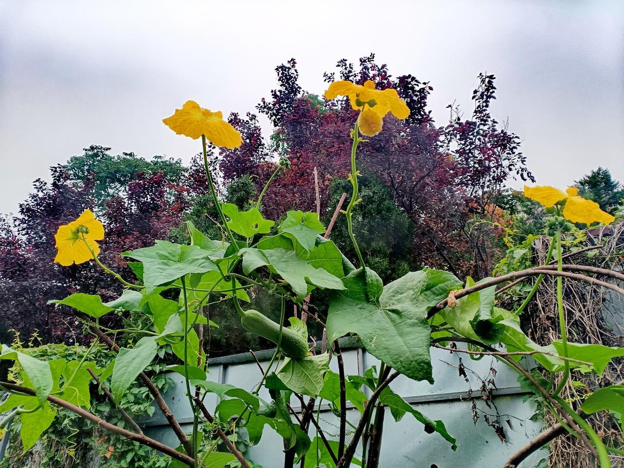 丝瓜藤蔓肆意攀援，黄花明媚盛放，嫩瓜垂挂叶间，满是质朴鲜活的田园气息。