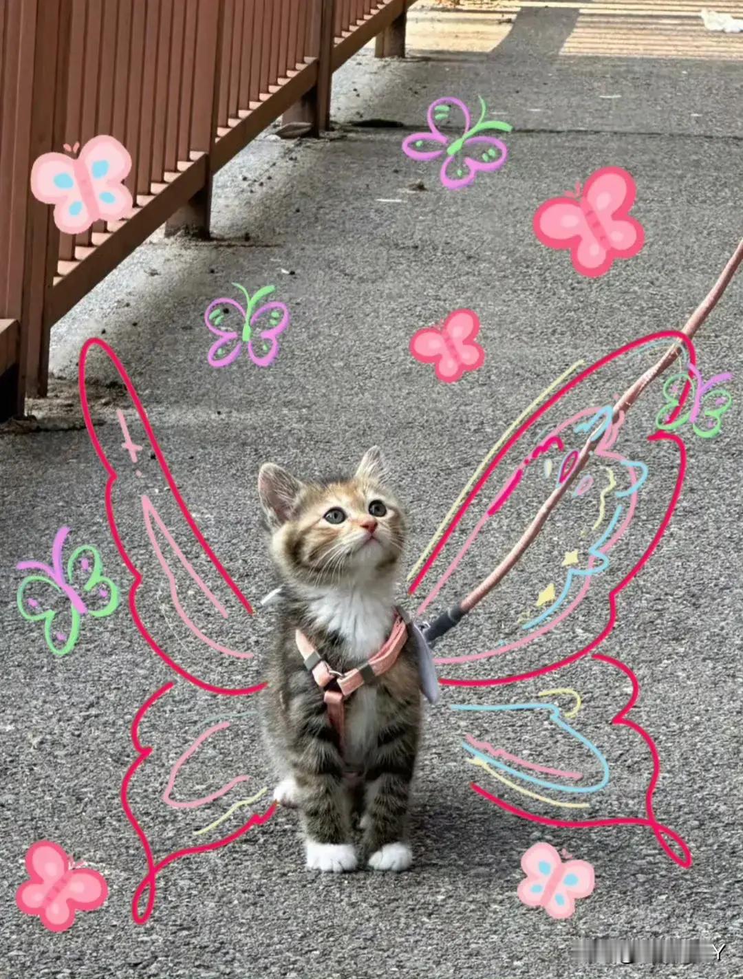 天使猫猫！ ​​​