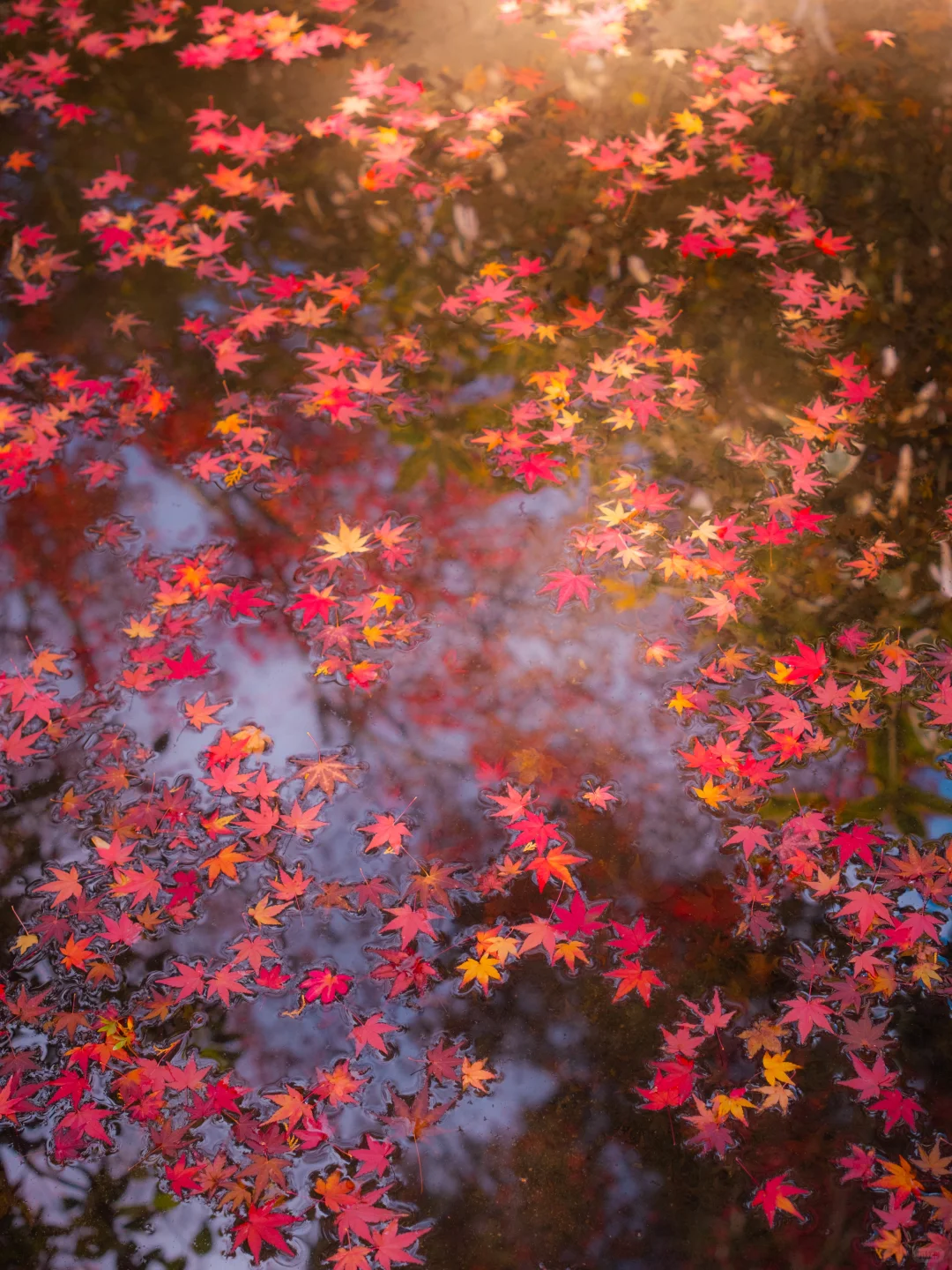 我拍到「水里繁星点点✨」