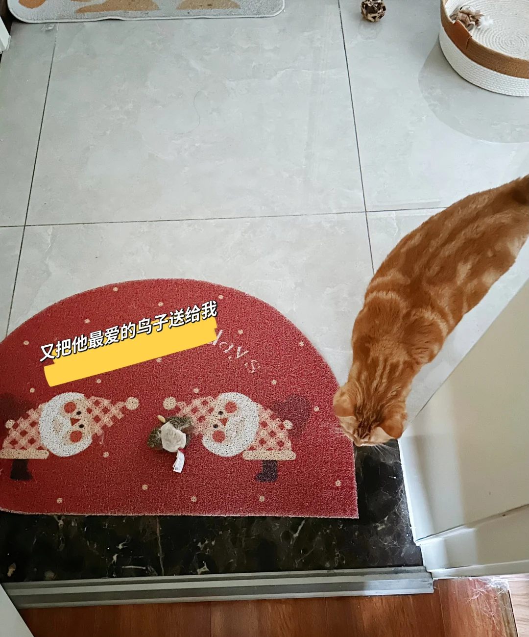 又来送他的鸟🐦‍⬛了