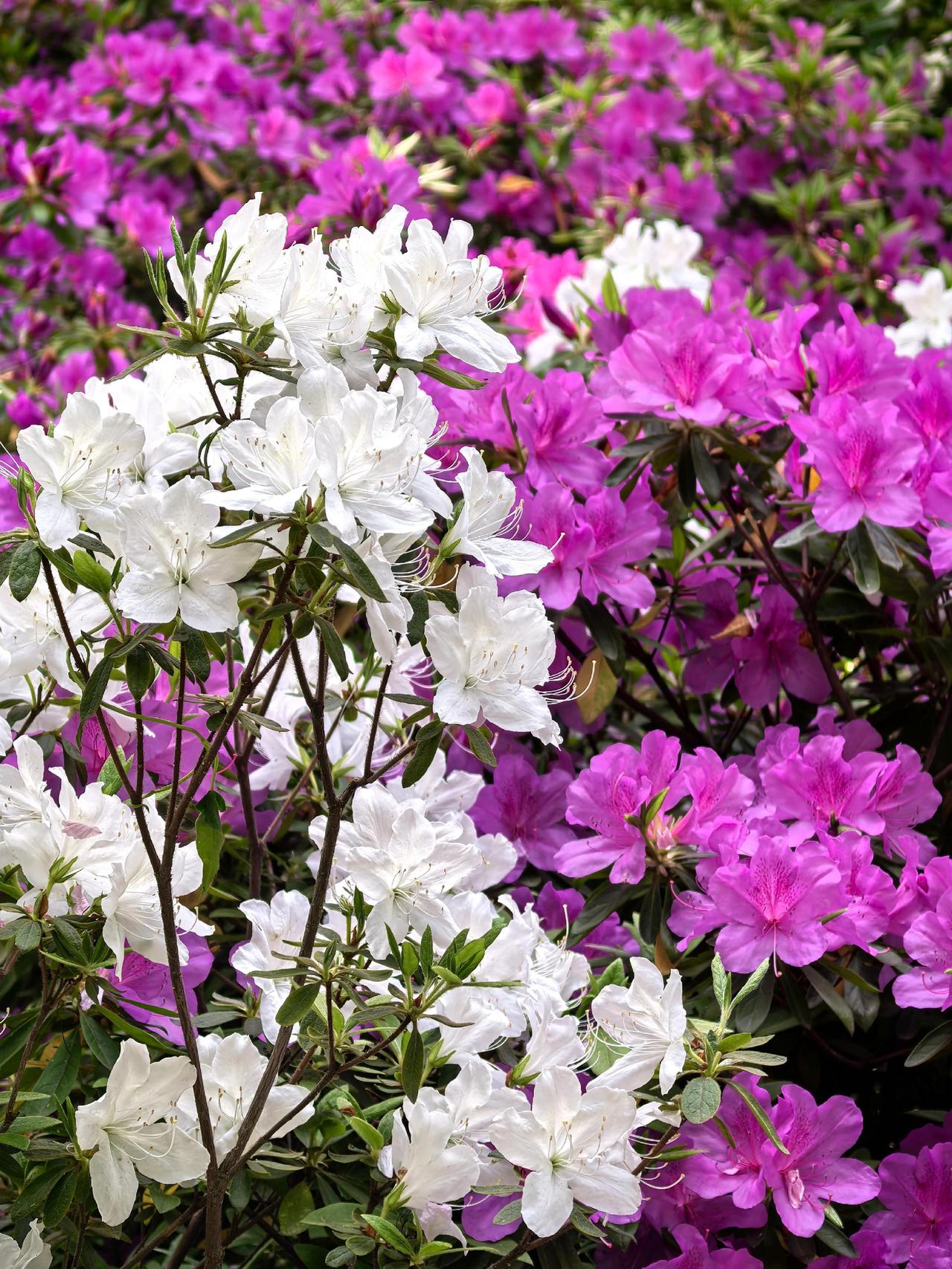 映山红 高山杜鹃 在这遇见紫色花海 杜鹃花 春花烂漫