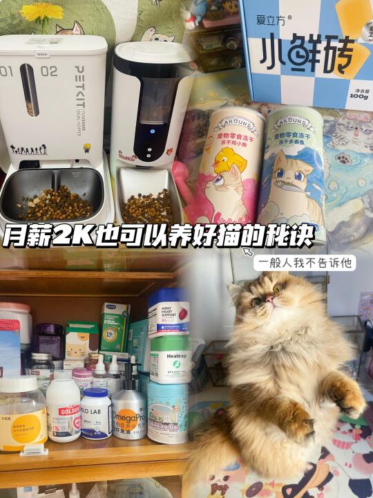 月薪2K也可以轻松养猫｜淘宝百亿补贴太香啦！