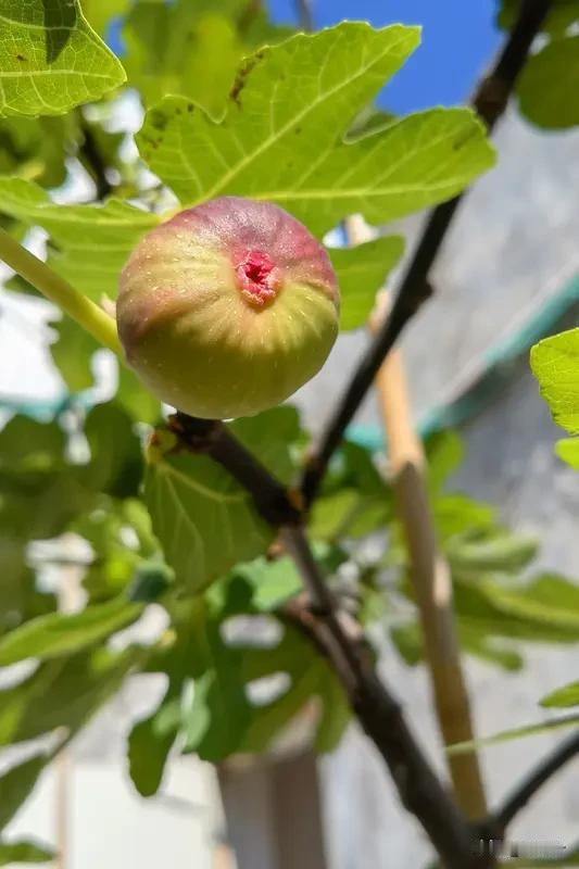 中年尬·叶落知多少

人过四十，像一棵移栽了太多次的无花果树。旁人都问：结了多少