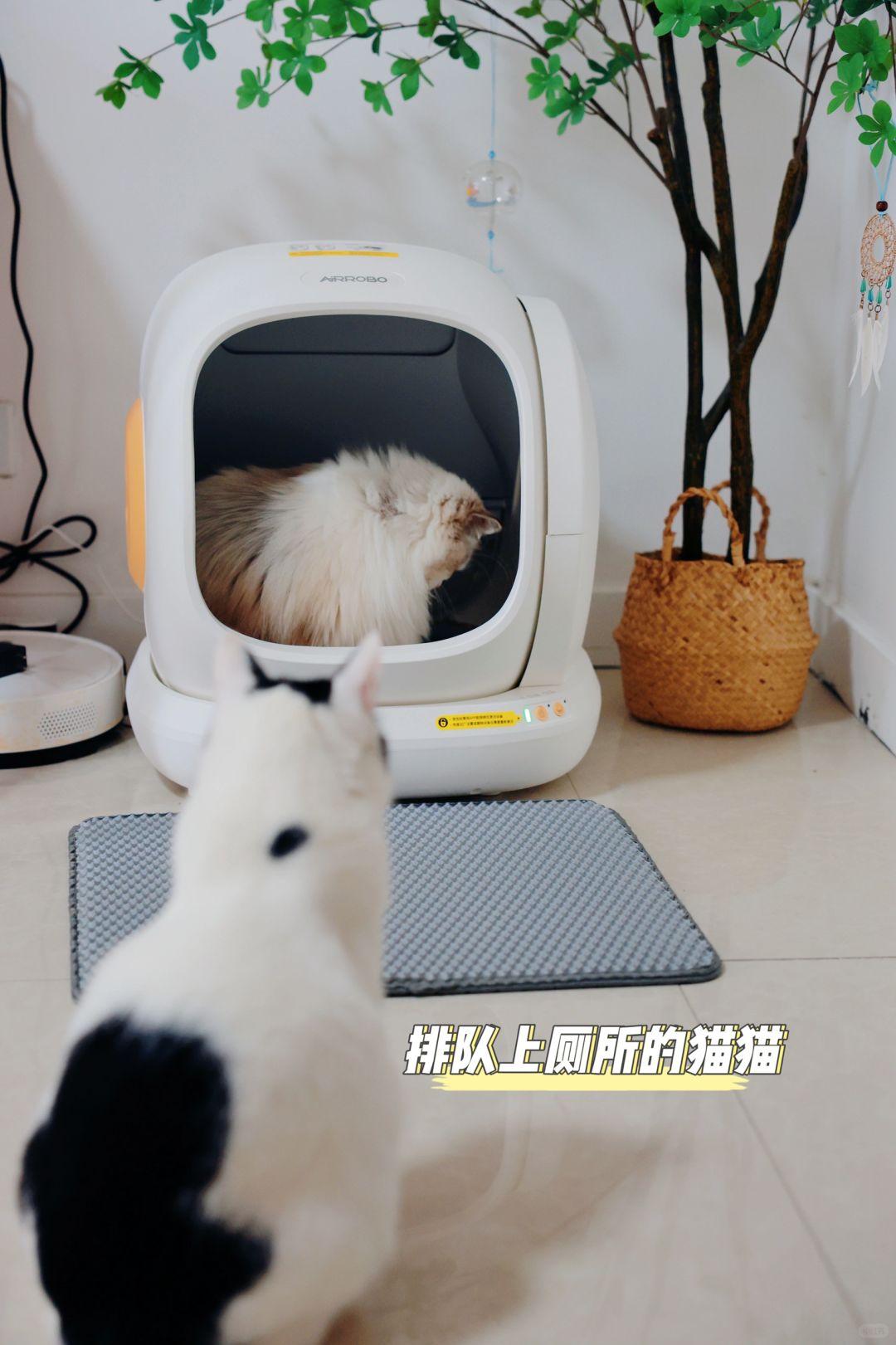 备孕准备第一步就是给猫咪用上智能猫砂盆