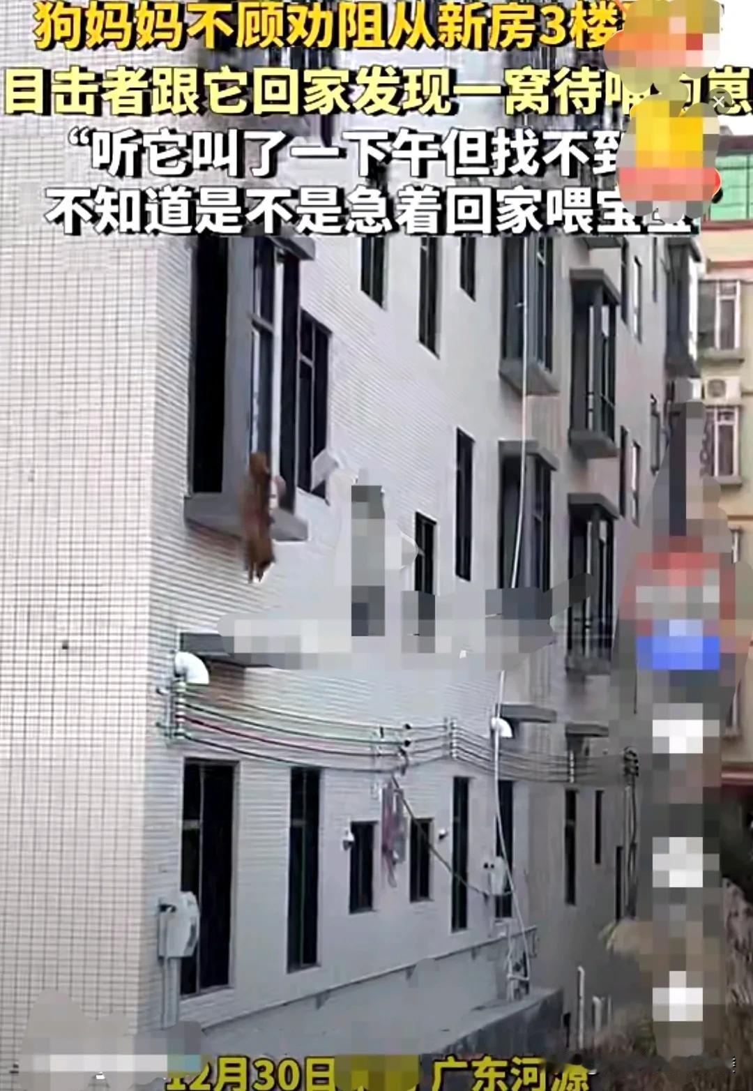 广东河源，一女子无意中拍下了一个视频。一只狗妈妈不顾一切的，从一栋刚建好的楼房，