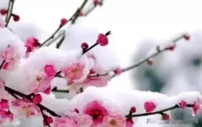 #上联：冬风催梅绽！请您续下联～#
冬风催梅绽，
腊月迎雪飞。