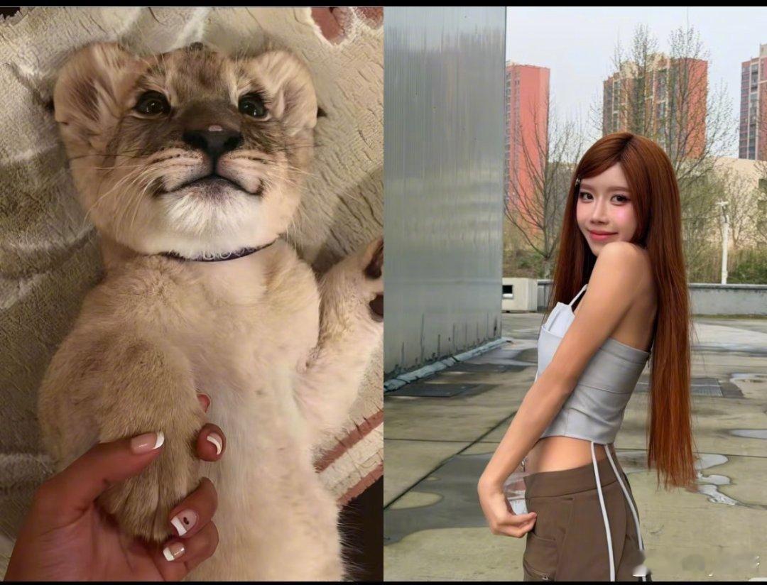 啊我不行了，快来一起笑，怎么会这么传神啊浪姐动物塑