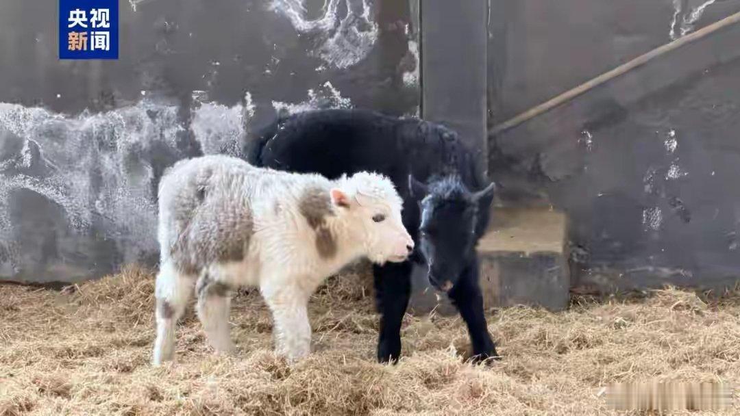 4月27日，西藏牦牛全基因组选择与体细胞克隆复合育种技术成果在拉萨市当雄县发布。