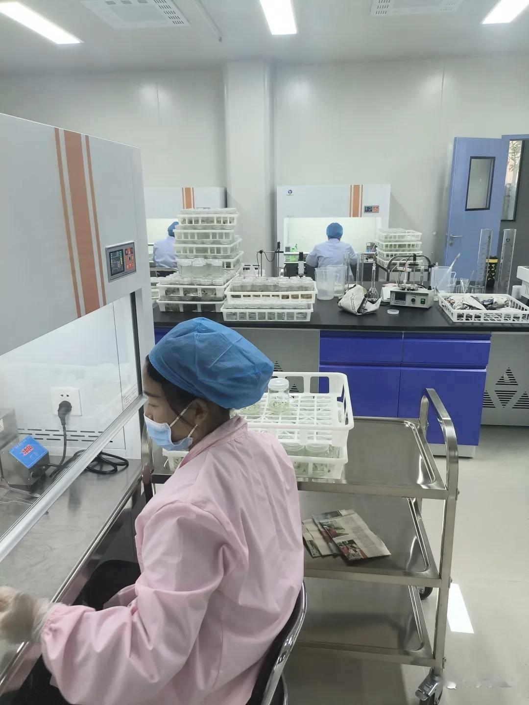脱毒苗背后的故事


“脱毒苗”背后的故事，是一个关于人类智慧与自然规律抗争、从