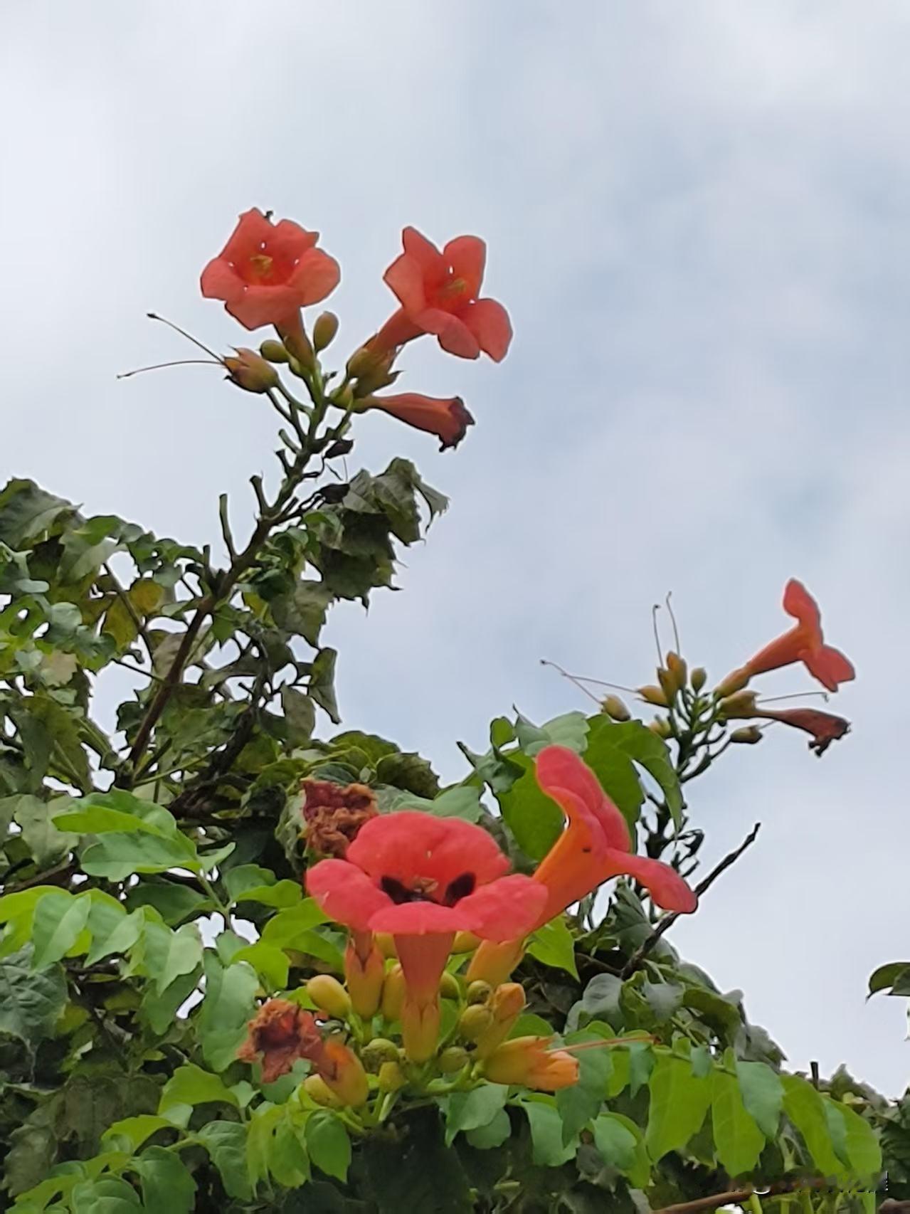 凌霄花的花期很长，从夏季开到秋季。
人民公园湖边长廊的架子上，开满了凌霄花，从远