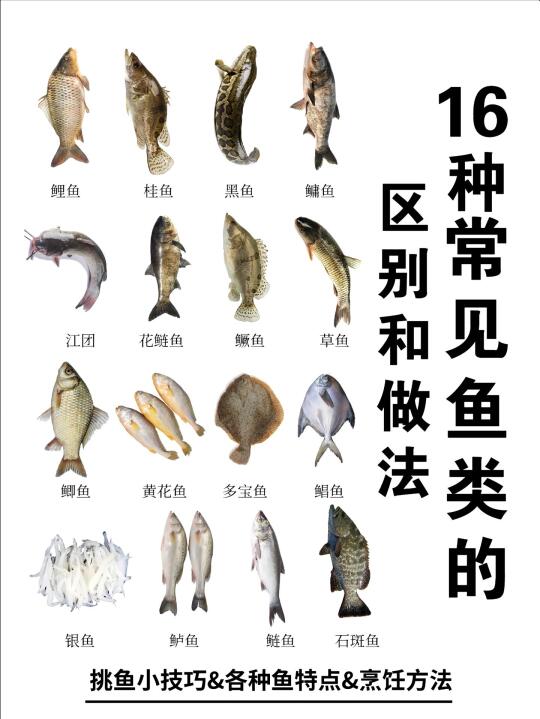 🐟16种常见鱼的区别+做法！挑鱼&吃鱼不懵