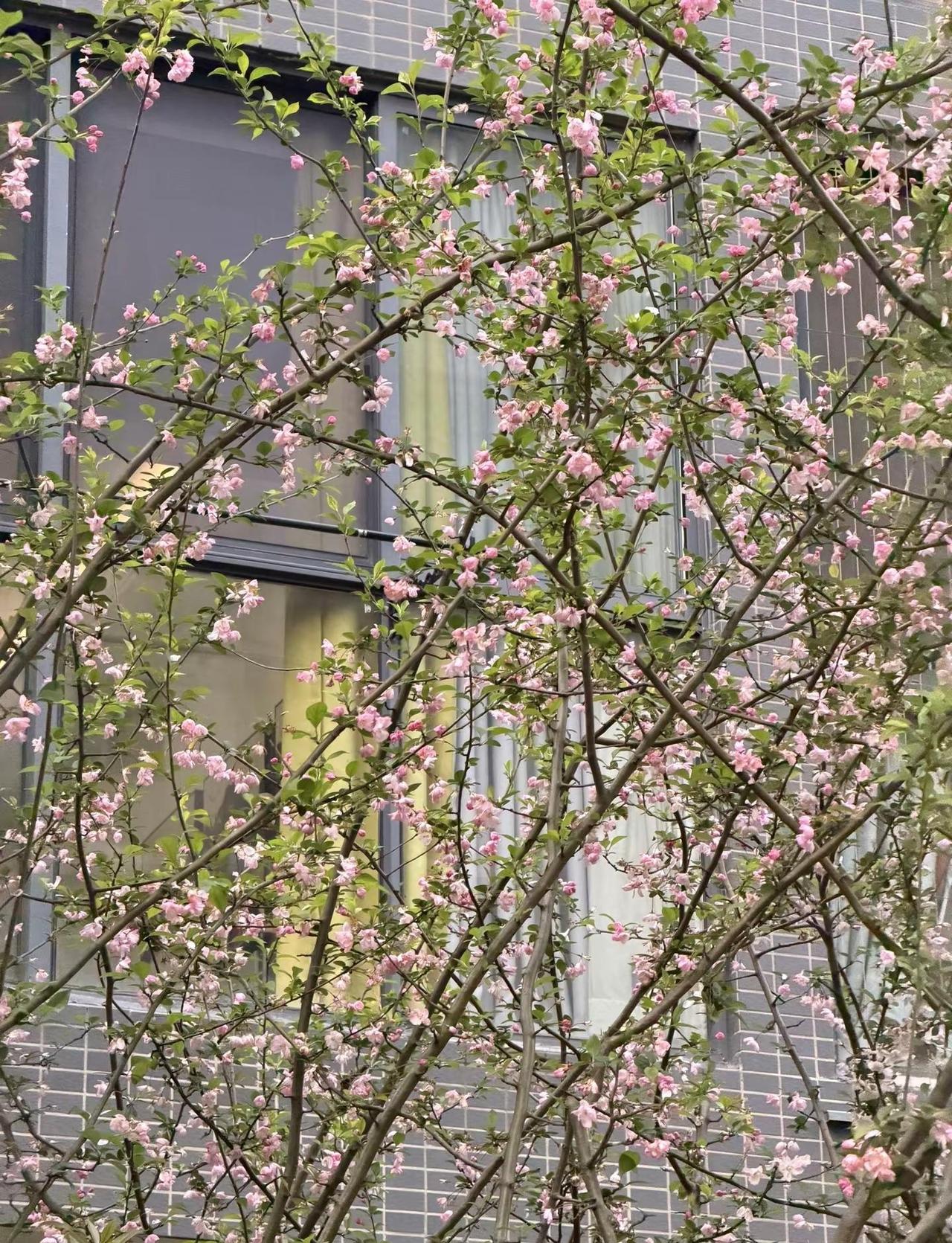 长沙雨水可以少一点 吗？ fyp infp 小狗日记 雨天