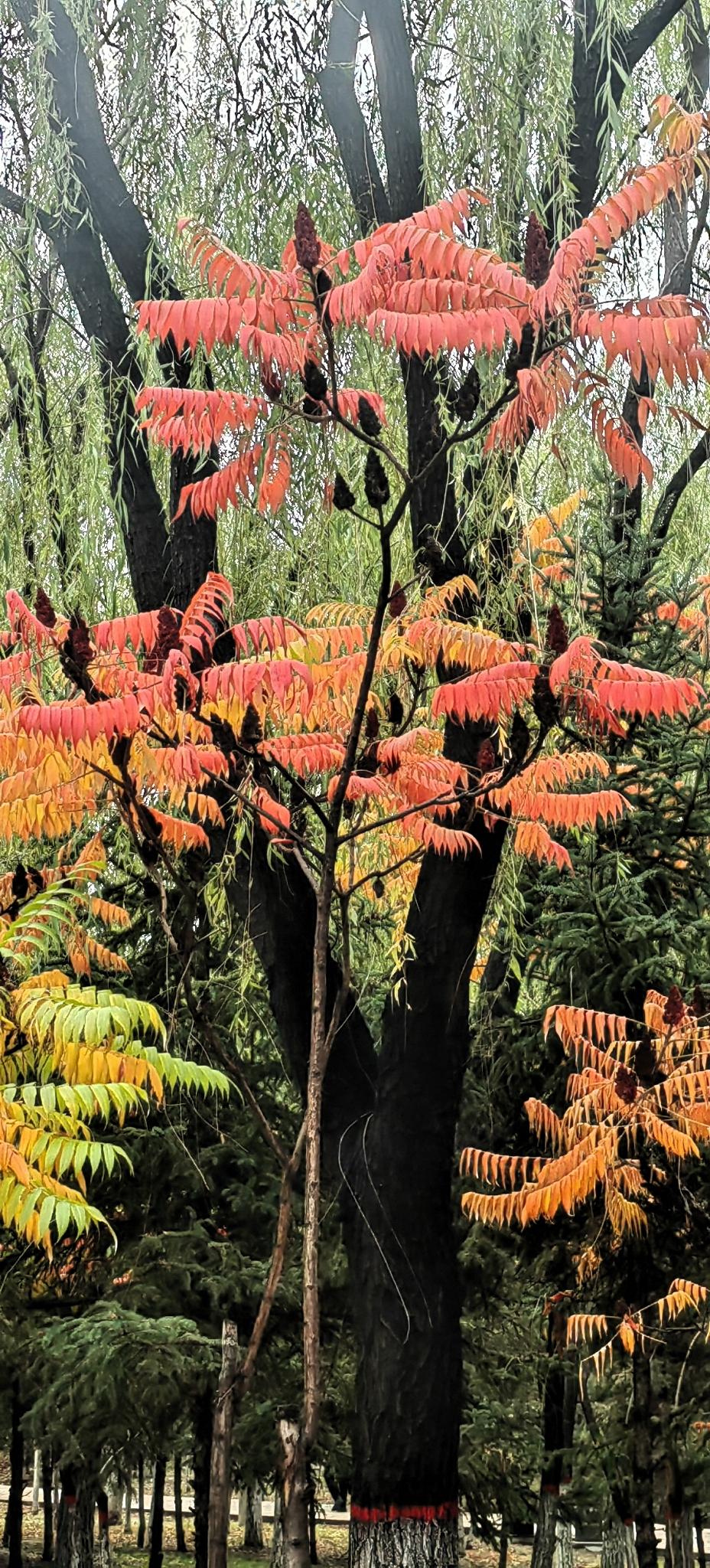霜降季节，天气清冽。
在银川典农河边散步，森林中健身步道绵延百里，各种树叶如同打