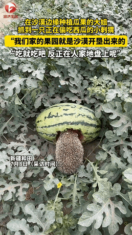 “活该你发财！”新疆和田，女子在自家瓜田劳作时，突然看到一只刺猬在偷吃自家的西瓜