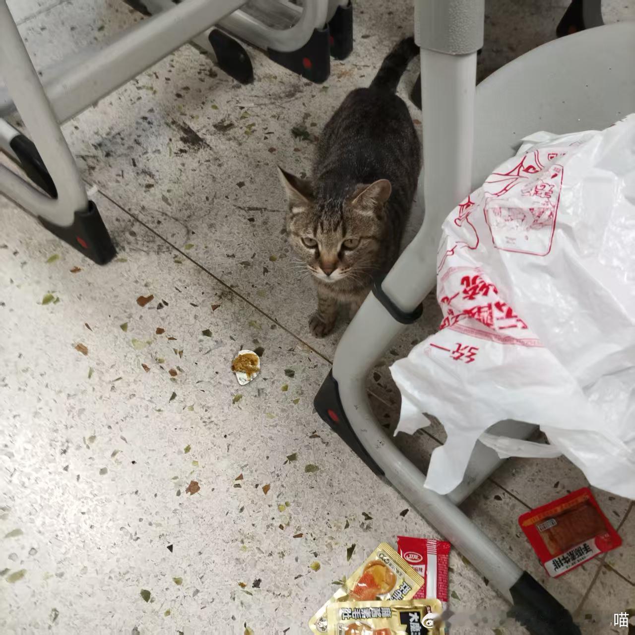 49861【心灵丑】学校的猫，爱好是踩别人坐垫和偷吃别人零食，经常有人受到此类伤