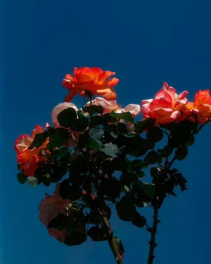 买了别比价，爱了別猜疑，散了别诋毁，成年人只为自己买单，不为破事浪费时间。 