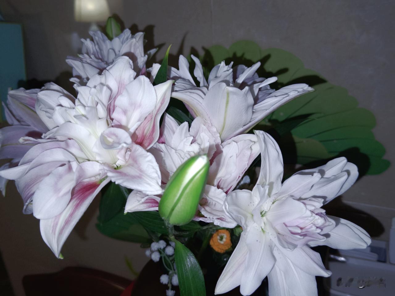 夜逢重瓣百合：所有的等待，都是为了这一刻的盛开

终于等到你盛开。这株千层妖姬百