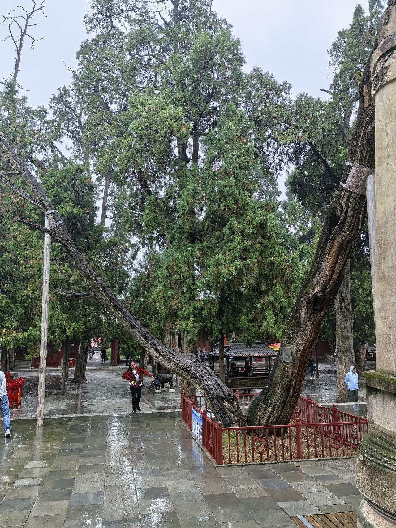 立冬将至，树上枯黄的树叶在北风轻拂下纷纷飘落。大地早已褪去绿色，整个旷野沉浸在萧