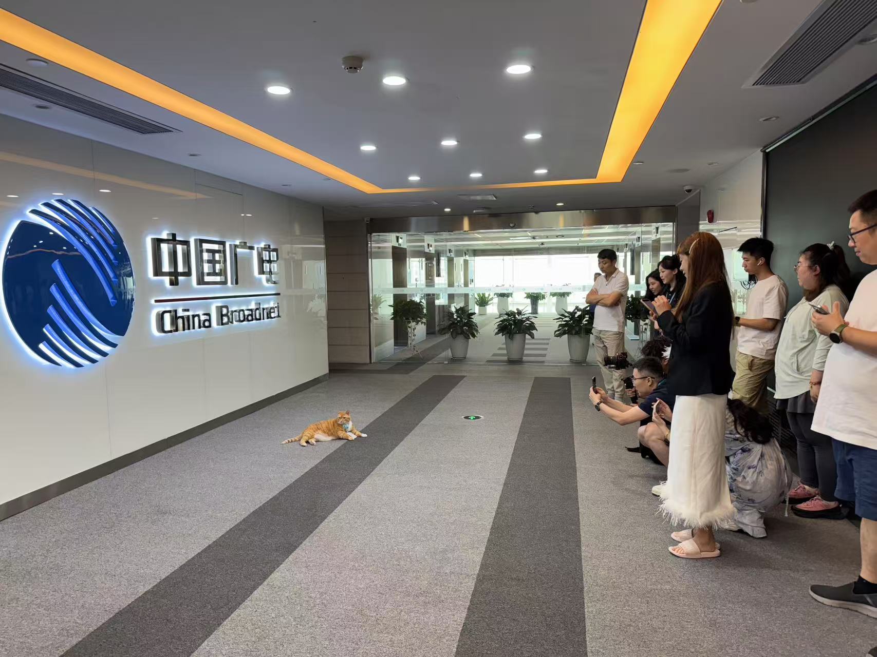 在电台上班的猫[哈哈][哈哈] ​​​