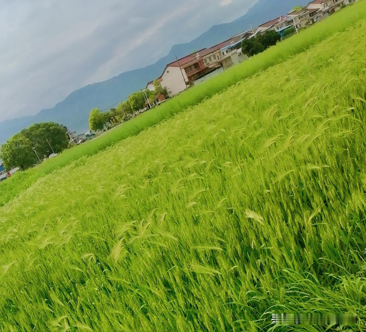 《小麦地里有大麦（李林4月15日摄于汉中城固）》