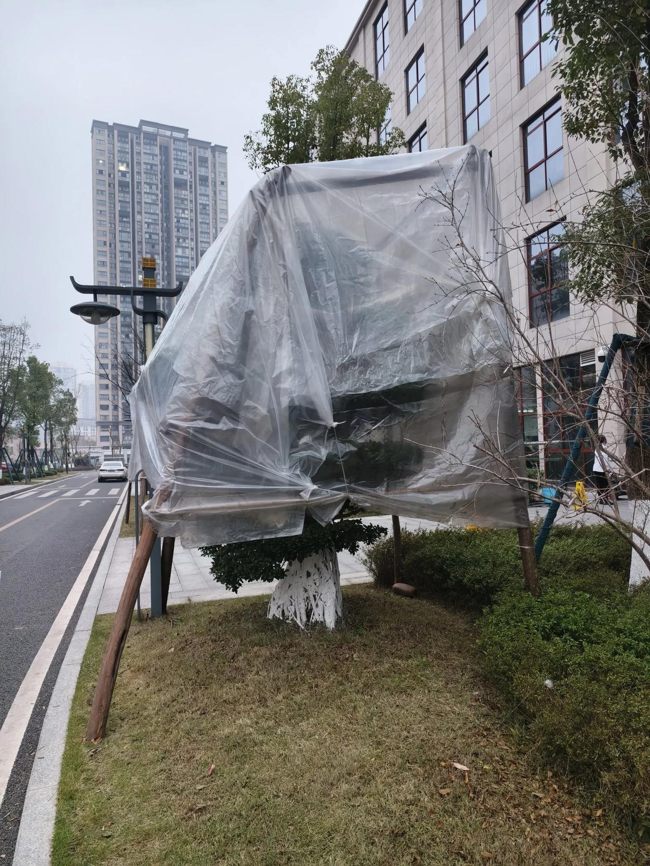 守护生命
        ——南木子
一见院树穿新衣，
已知季冬寒霜至。
搭屋保
