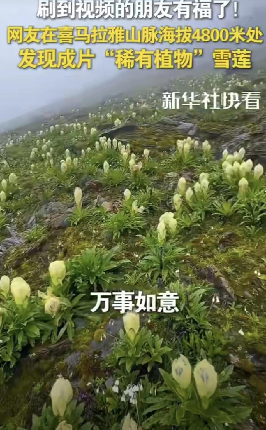 喜马拉雅现成片稀有苞叶雪莲🌸刷到这条的你运气要爆棚啦！

朋友们，快出来沾喜气