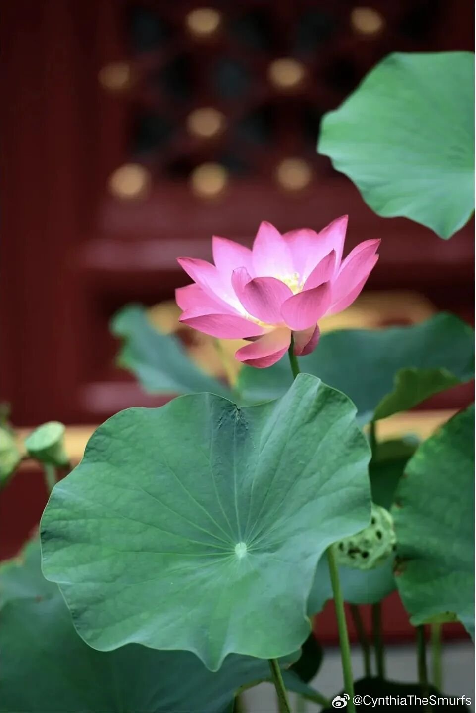 *                          蜻蜓点水         