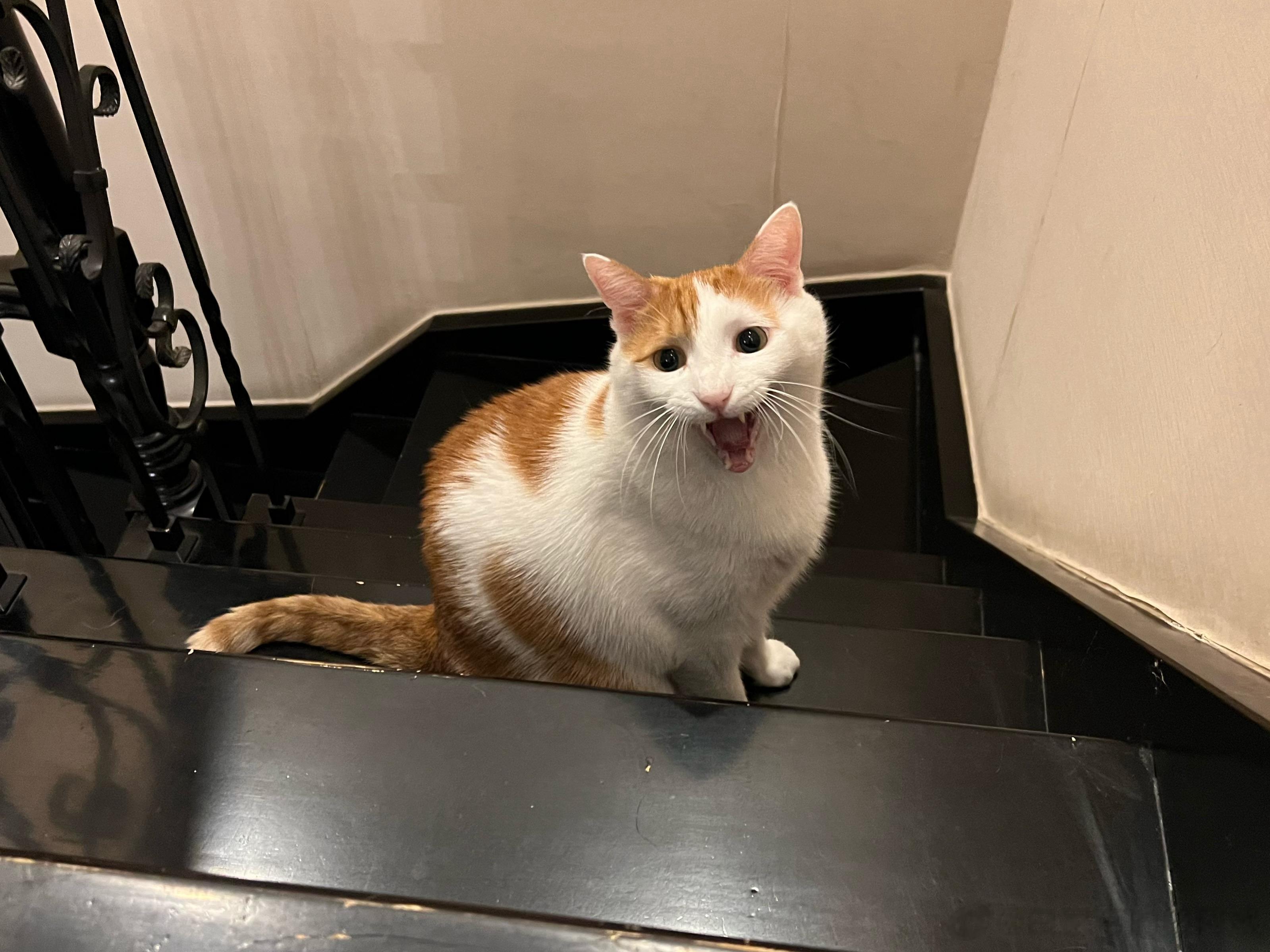 这花花是猴粉祝贺猴猴出院的吧？替猴猴说谢谢姐姐了！[亲亲][亲亲][亲亲][亲亲
