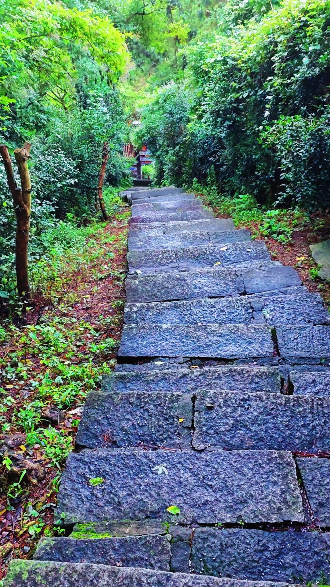 🪵雨后的山林像被洗过的绿宝石，石板路湿漉漉泛着光，踩上去脚下咯吱响，空气里全是