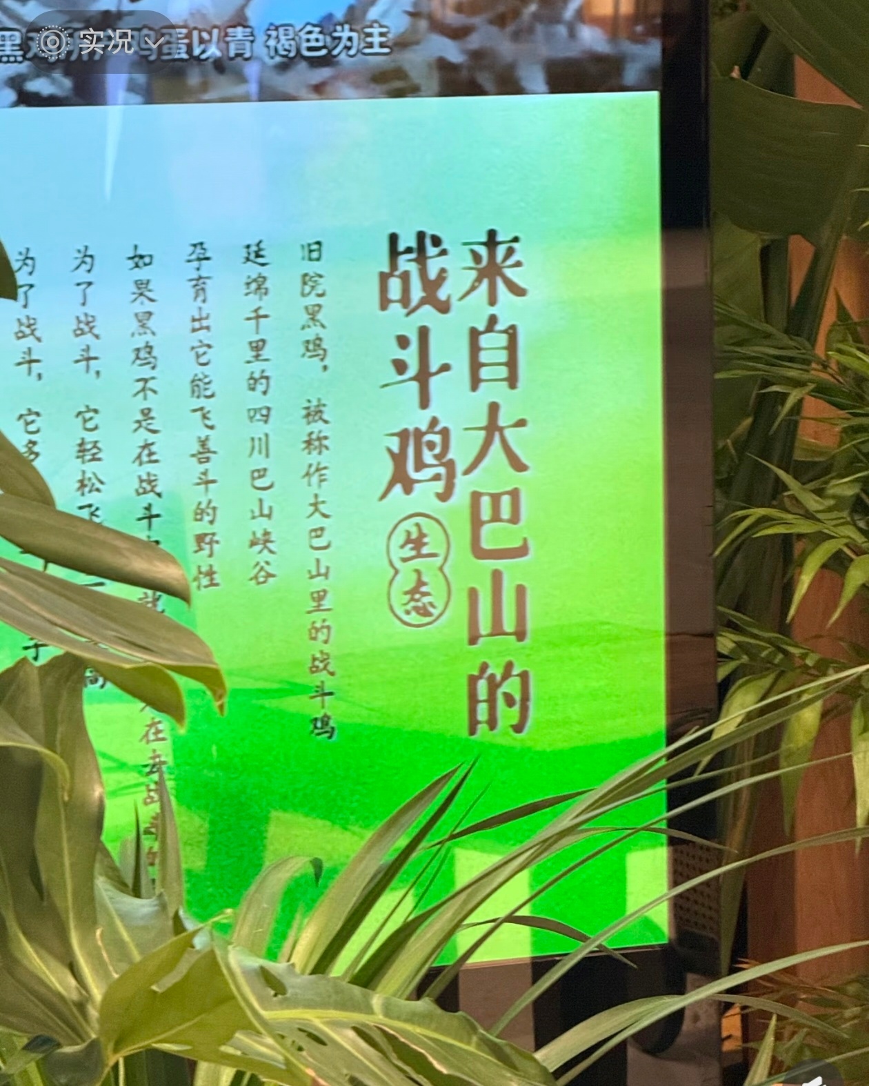 见证国潮 大巴山的战斗鸡！ 