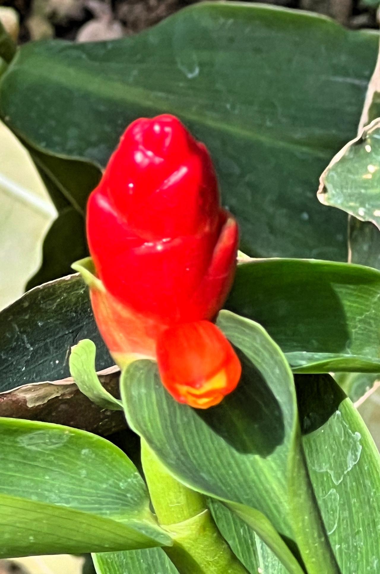 【原创】鸿运当头