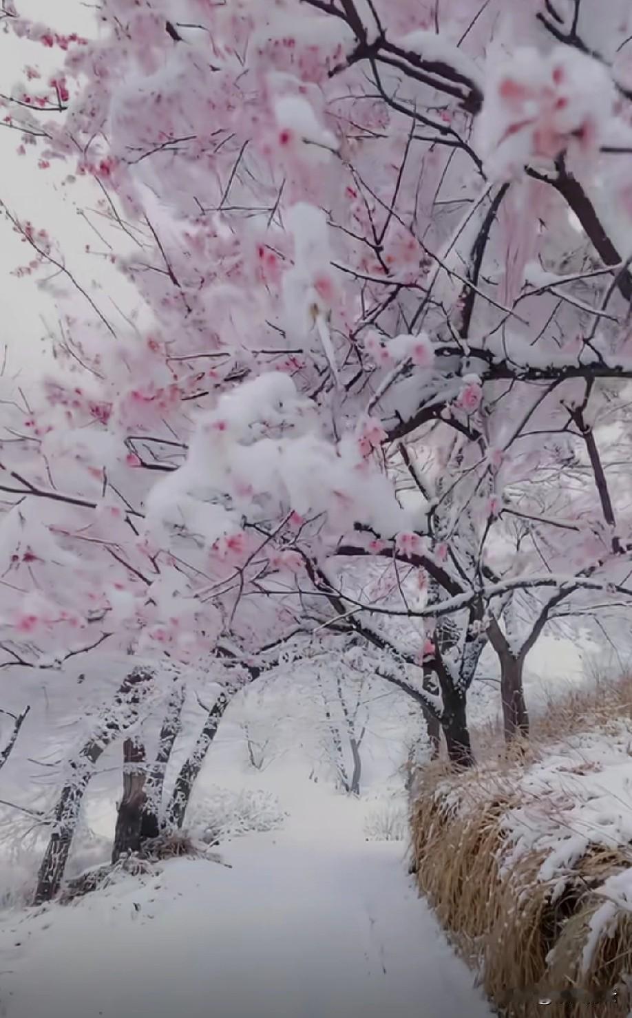 雪落人间，静美无言。
一片片雪花，是冬的精灵，
轻盈飘落，装点山河。
白了屋顶，