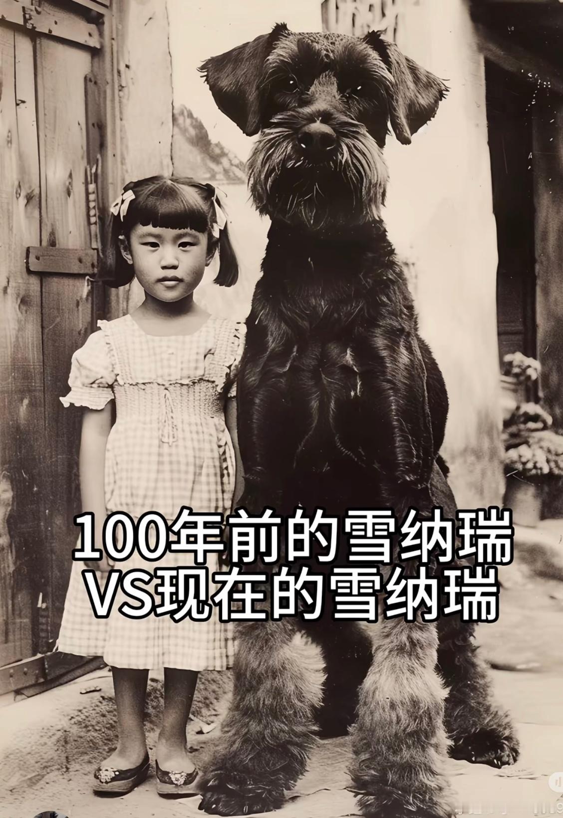 100年前的雪纳瑞长这样的啊好大一只，快赶上驴子大小了真的有这么夸张啊巨型犬1.