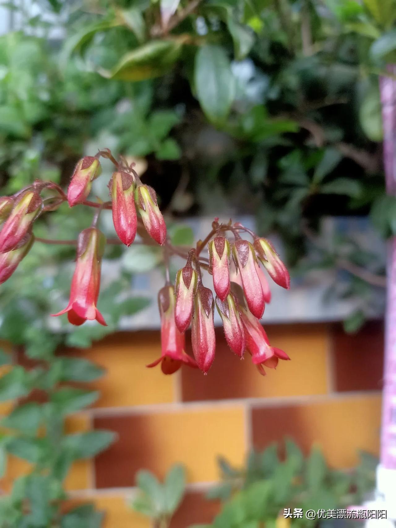 记录我的2026我家阳台的花儿含苞待放，静侯花开！