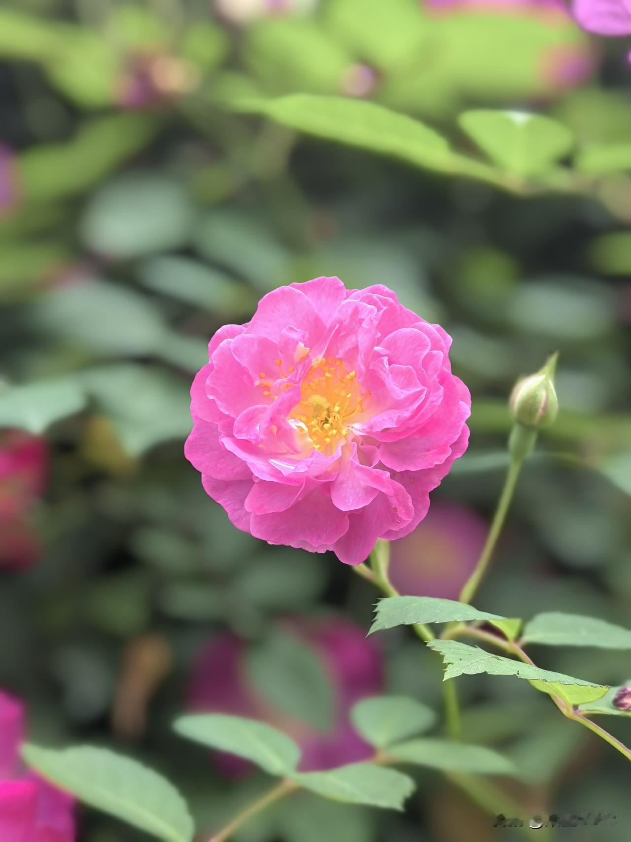 其实拥有婚姻也是需要天赋的，为人夫，为人妻，做一个好父母都需要天赋，有人适合，有