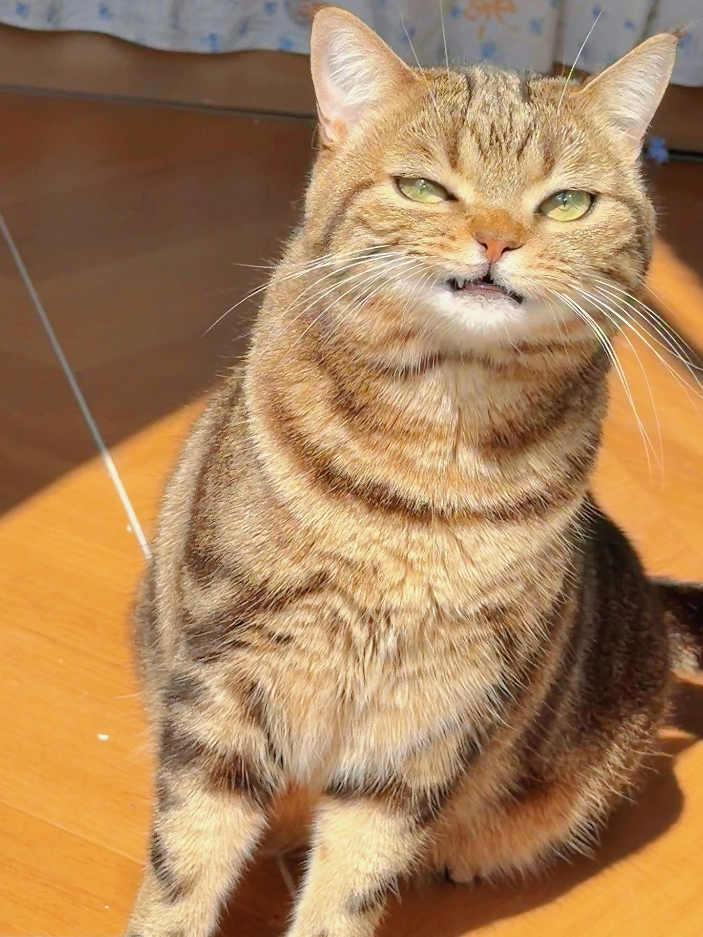 更新一下我家的拽猫。