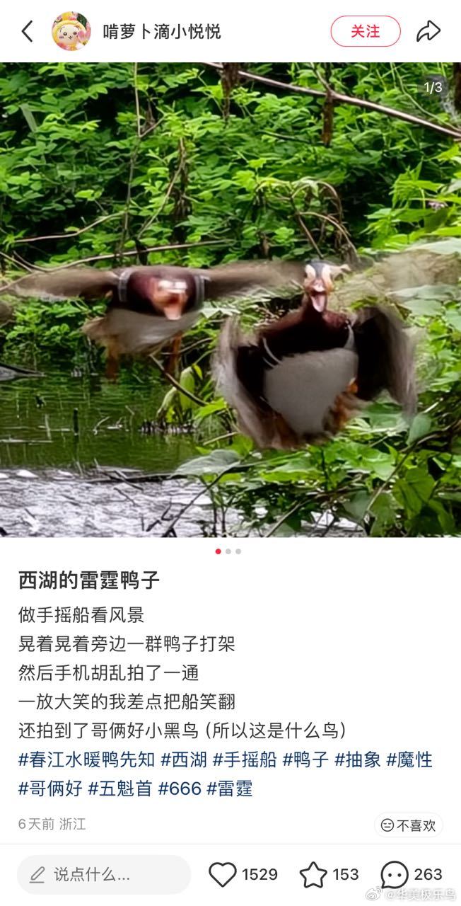 两只在打架的鸳鸯后面那只看着好暴躁啊